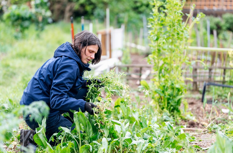 Incredible Edible community garden